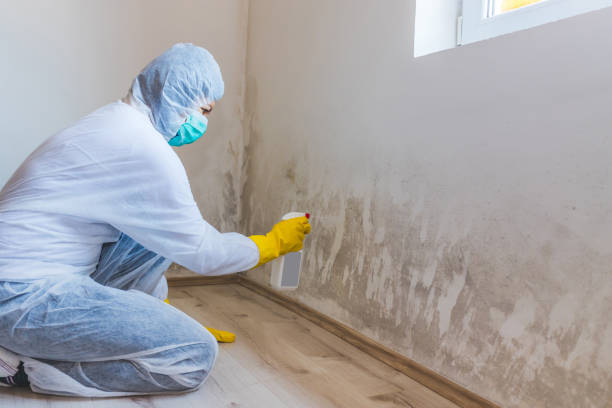 Licensed Black Mold Removal service in Massapequa, NY - WQB Mold Removal