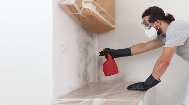 Professional Black Mold Removal technician working in Massapequa, NY